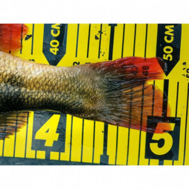 Spro Ruler Maßband 130cm 150cm PVC Messband 130cm Hecht Zander Barsch Messen Neu