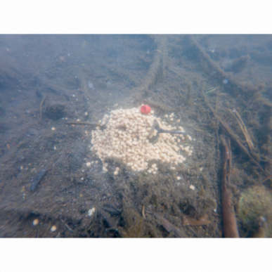 Korum DOUBLE METHOD FEEDER Futterkorb Brassen Rotauge Profi 50g 60g Feedern